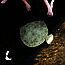 CC image from http://www.flickr.com/photos/cochonou/